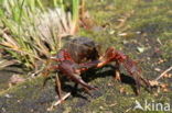 Red swamp crayfish (Procambarus clarkii)