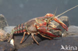 Red swamp crayfish (Procambarus clarkii)