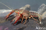 Red swamp crayfish (Procambarus clarkii)