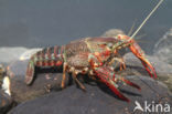 Red swamp crayfish (Procambarus clarkii)