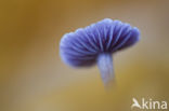 Amethyst Deceiver (Laccaria amethystina)