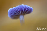 Amethyst Deceiver (Laccaria amethystina)