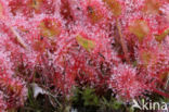 Round-leaved Sundew (Drosera rotundifolia)