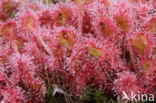 Ronde zonnedauw (Drosera rotundifolia) 