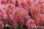 Round-leaved Sundew (Drosera rotundifolia)