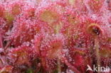Ronde zonnedauw (Drosera rotundifolia) 