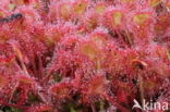 Round-leaved Sundew (Drosera rotundifolia)