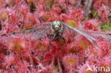 Round-leaved Sundew (Drosera rotundifolia)