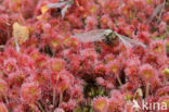 Ronde zonnedauw (Drosera rotundifolia) 