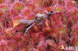 Round-leaved Sundew (Drosera rotundifolia)