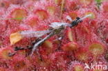 Round-leaved Sundew (Drosera rotundifolia)