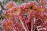 Ronde zonnedauw (Drosera rotundifolia) 