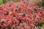 Round-leaved Sundew (Drosera rotundifolia)