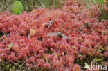 Round-leaved Sundew (Drosera rotundifolia)