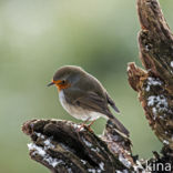 Roodborst