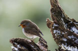 Roodborst