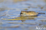 Fire bellied toad  (Bombina bombina)