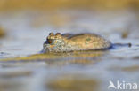Fire bellied toad  (Bombina bombina)