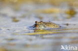 Fire bellied toad  (Bombina bombina)