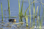 Fire bellied toad  (Bombina bombina)