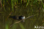 Fire bellied toad  (Bombina bombina)