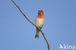 Roodmus (Carpodacus erythrinus)