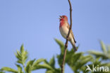 Roodmus (Carpodacus erythrinus)