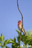 Roodmus (Carpodacus erythrinus)