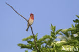 Roodmus (Carpodacus erythrinus)