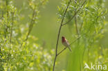 Roodmus (Carpodacus erythrinus)