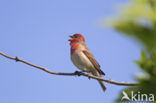 Roodmus (Carpodacus erythrinus)