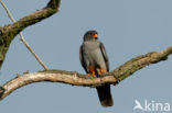 Red-footed Falcon (Falco vespertinus) 