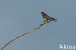 Red-footed Falcon (Falco vespertinus) 