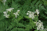 Sweet Cicely (Myrrhis odorata)