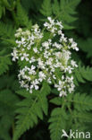 Sweet Cicely (Myrrhis odorata)