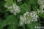 Sweet Cicely (Myrrhis odorata)