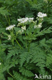 Sweet Cicely (Myrrhis odorata)