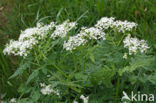 Sweet Cicely (Myrrhis odorata)