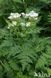 Sweet Cicely (Myrrhis odorata)