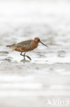 Bar-tailed Godwit (Limosa lapponica)