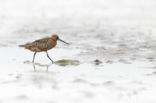 Bar-tailed Godwit (Limosa lapponica)