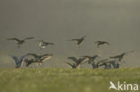 Bar-tailed Godwit (Limosa lapponica)