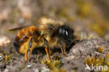 Osmia bicornis