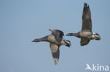 Rotgans (Branta bernicla)