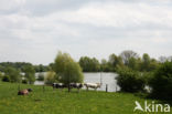 White Willow (Salix alba)