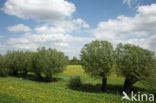 White Willow (Salix alba)