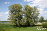 Schietwilg (Salix alba)