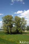 Schietwilg (Salix alba)