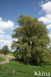 White Willow (Salix alba)