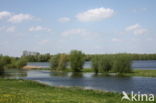 White Willow (Salix alba)